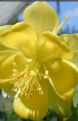 Aquilegia chrysantha ‘Texas Gold’ – Texas Gold Columbine