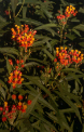 Asclepias curassivicia - Mexican Butterfly Weed