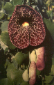 Aristolochia grandiflora - Giant Dutchman’s Pipevine